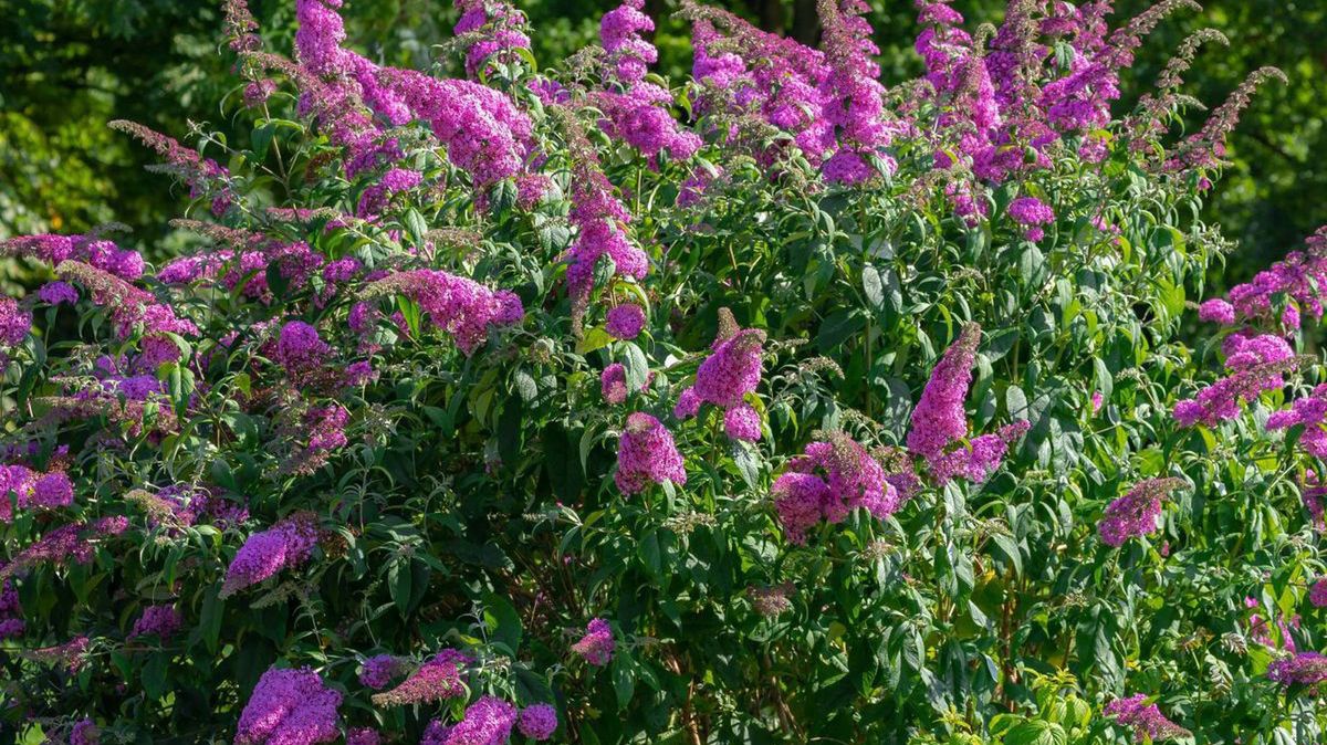 Budleja Dawida jest modna, ale może być źródłem problemów