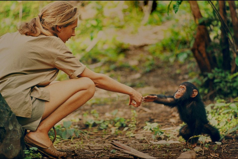 Jane Goodall zabierała syna do dżungli. Hugo z szympansami nie chciał mieć nic wspólnego