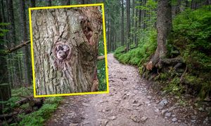 Wypatrzyli je w dziupli i sięgnęli po telefon. To jedne z największych śpiochów