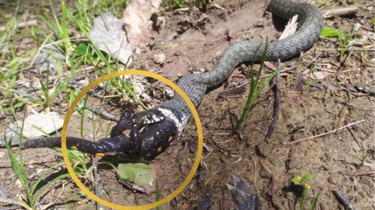 Nietypowy widok w Bieszczadach