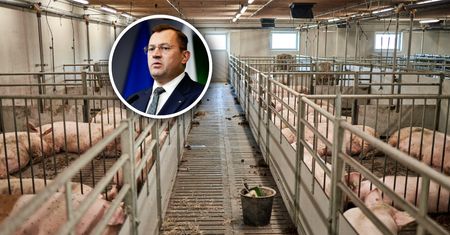 Sąsiedzi pozwali rolnika za smród. Ma zapłacić karę. PSL reaguje