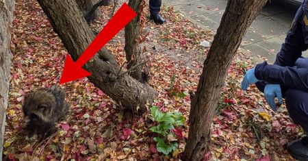Znalazły go podczas spaceru. Natychmiast wezwały Straż Miejską