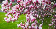 Słynne cieszyńskie magnolie już zaczynają kwitnąć! Gotowi na spacer?