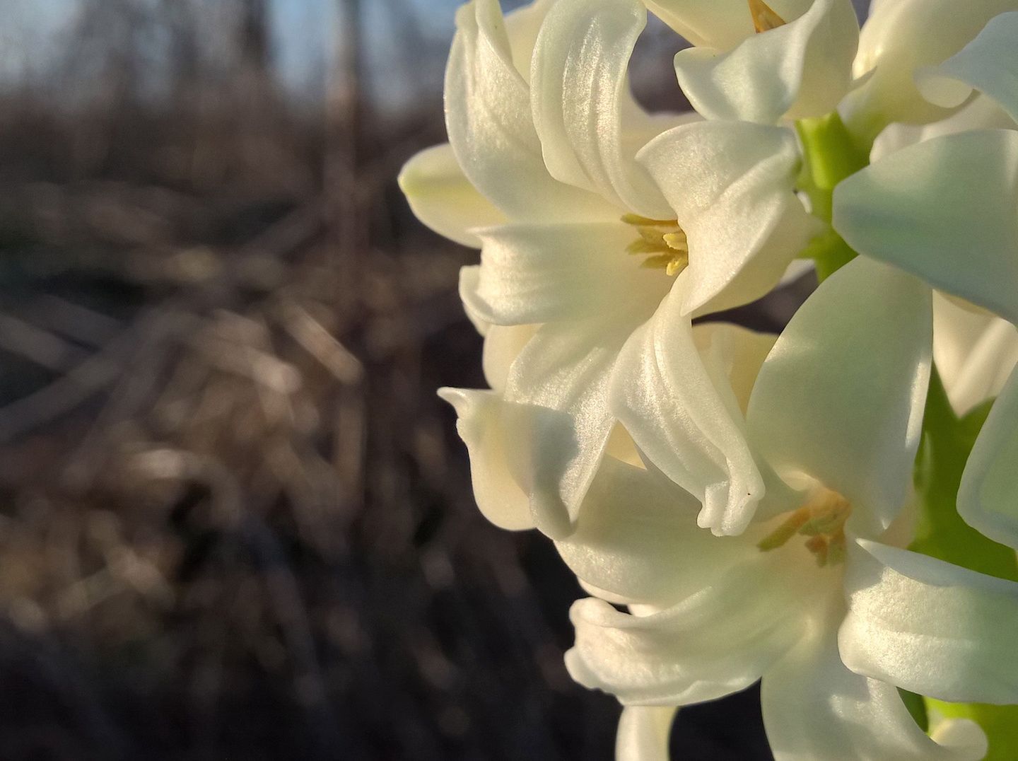 Lumia 930 - test fotograficzny 30