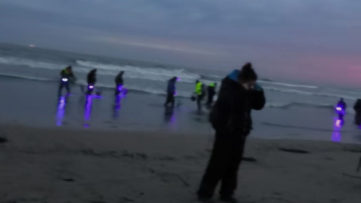 Poszukiwacze bursztynu na plaży w Gdańsku.