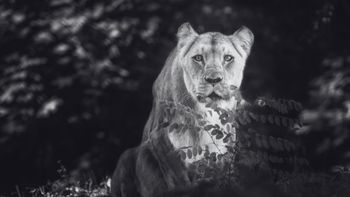 Nie żyje "królowa" wrocławskiego zoo