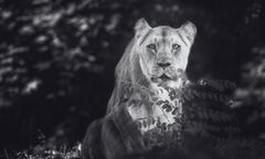 Nie żyje "królowa" wrocławskiego zoo