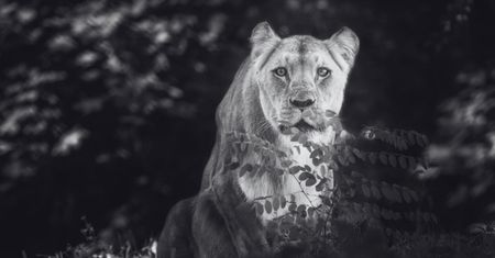 Nie żyje "królowa" wrocławskiego zoo