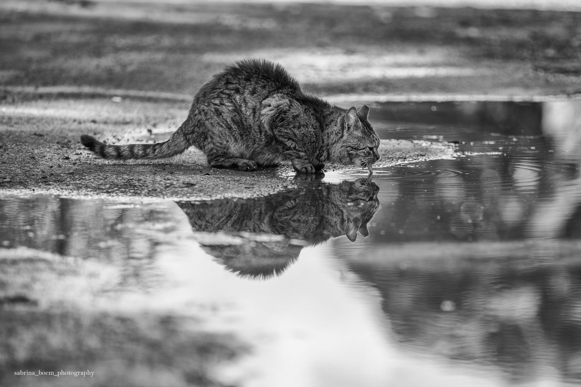 Sabrina Boem oddaje cześć bezdomnym i opuszczonym kotom w swoim projekcie fotograficznym 8