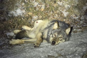 Wilk konał na poboczu. Pomoc nie nadchodziła. Konieczna była eutanazja
