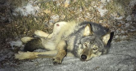 Wilk konał na poboczu. Pomoc nie nadchodziła. Konieczna była eutanazja