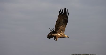 Orzeł zapolował na czworonoga. Hodowcy psów z południa Polski ostrzegają