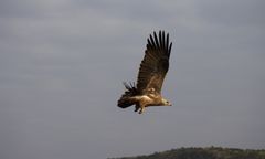 Orzeł zapolował na czworonoga. Hodowcy psów z południa Polski ostrzegają