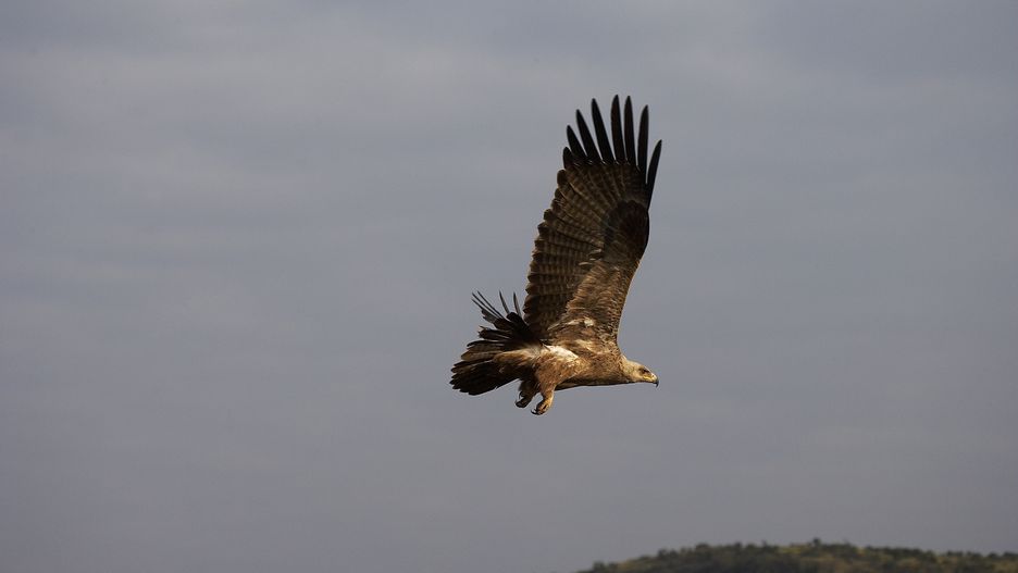 Orzeł. Zdjęcie ilustracyjne