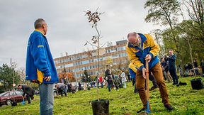 70 drzew na 70-lecie Stali Gorzów (galeria)