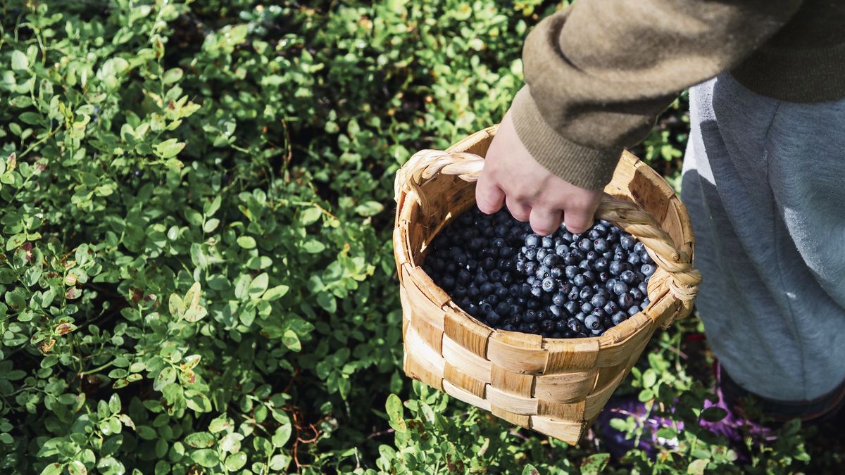 The man is holding a basket of blueberries.
The man is holding a basket of blueberries.
Natalya Maisheva
healthy, green, studio, smile, color, bilberry, crop, berries, model, man, hold, person, young, happy, mobile, cell, box, app, fresh, wooden, product, harvest, gather, natural, eco-friendly.