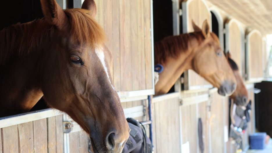cheval, animal, ferme, brun, tête, haras, portrait, nature, étalon, amoureux des chevaux, chevalin, grange, crin, mammifère, ranch, beau, poney, jument, clôture, rural, blanc, beauté, alpage