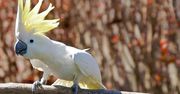 Kakadu z Sydney nauczyły się obsługiwać publiczne dystrybutory z wodą
