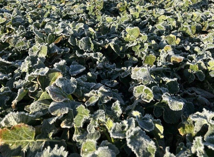 Pomoc dla rolników po wiosennych klęskach pogodowych – trwają szacunki szkód