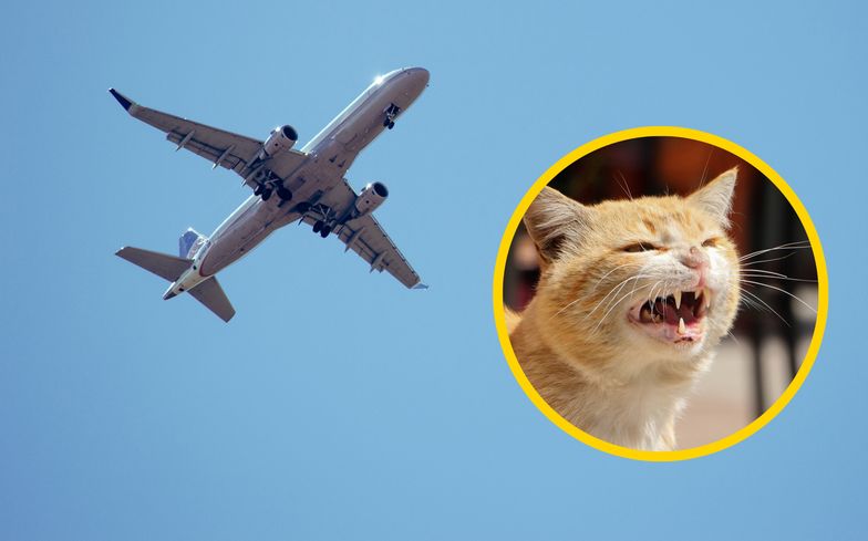 Kot zaatakował pilota. Samolot musiał awaryjnie lądować