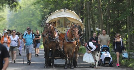 Jeździ na Morskie Oko. "Mam konia do pracy i byka na mięso"