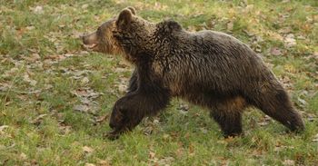 Niedźwiedź pojawił się na terenie gminy Sułkowice. "Zaleca się unikanie spacerów po zmroku"