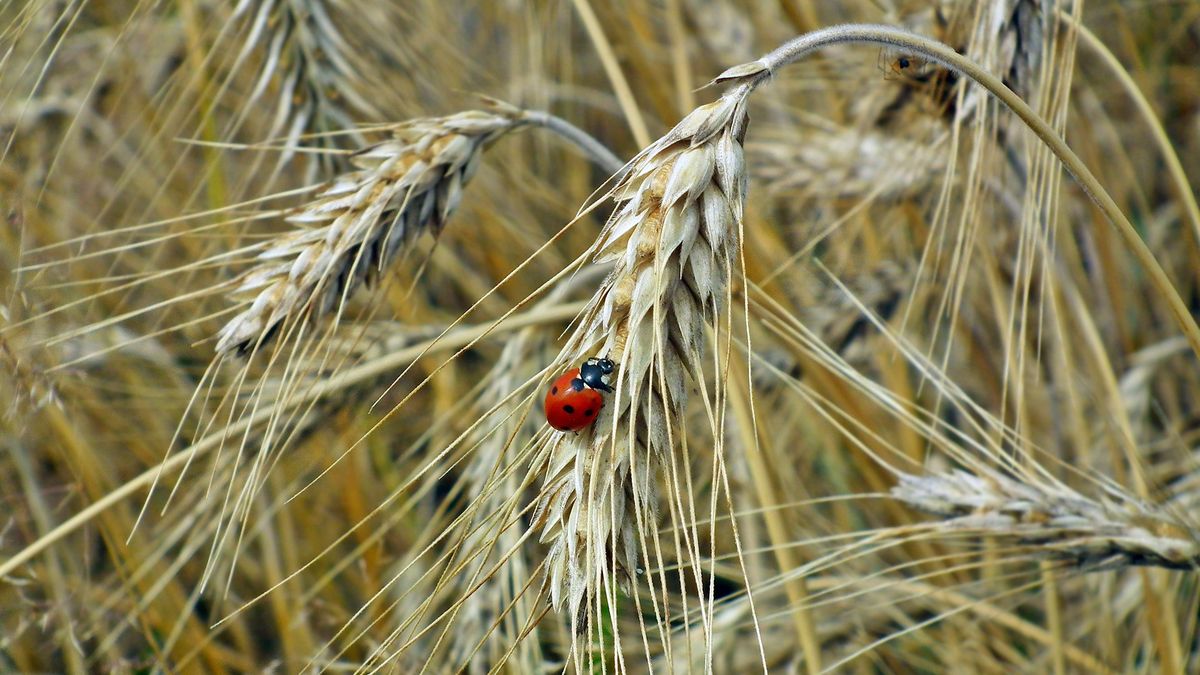 Polska eksportuje coraz więcej zbóż - samej pszenicy w maju "wypłynęło" z polskich  portów ok. 350 tys. ton 