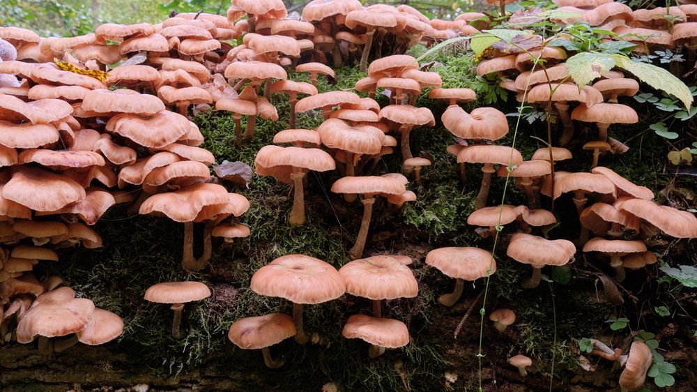 Wypatruj podczas grzybobrania. Ten okaz świeci w ciemności