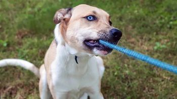 Pies gryzie smycz na spacerze? Ekspertka wyjaśnia, co to oznacza