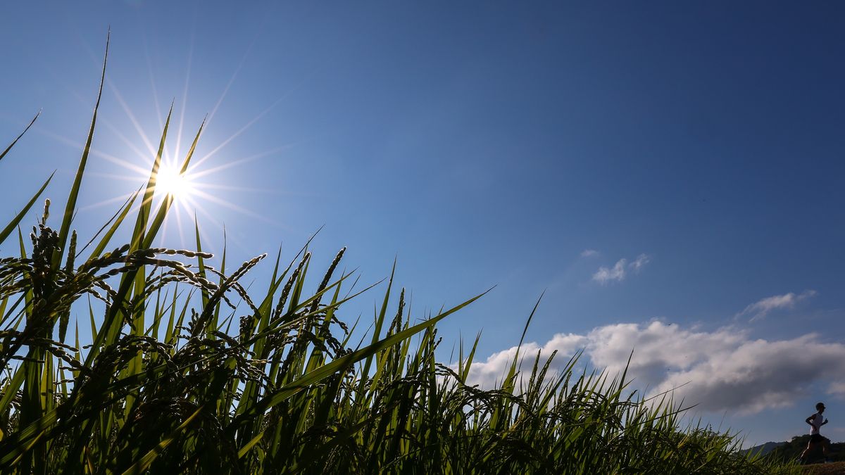 TANBASASAYAMA, JAPAN - AUGUST 02: The sun rises above the rice field during an extremely hot day as a jogger runs through the field on August 02, 2025 in the rural city of Tanbasasayama, Hyogo Prefecture, Japan. Japan was gripped by a sweltering heatwave on Saturday, with some areas recording life-threatening temperatures above 40 degrees Celsius for the fourth consecutive day. A heatstroke warning has been issued for 35 prefectures. (Photo by Buddhika Weerasinghe/Getty Images)