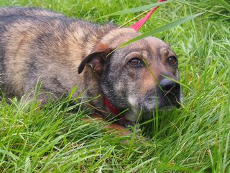 PiS chce kolejnej ustawy prozwierzęcej. Chodzi o ograniczenie pseudohodowli