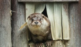 Opolskie. Ucieczka niedowidzącej wydry. Trwają poszukiwania