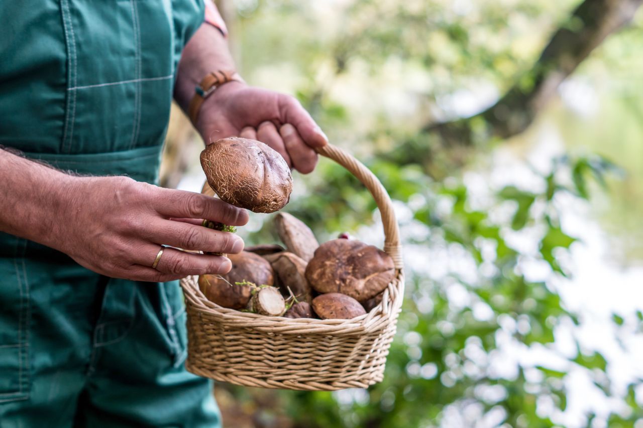 Kartki o zakazie zbierania grzybów. Powiesiła je nieistniejąca instytucja