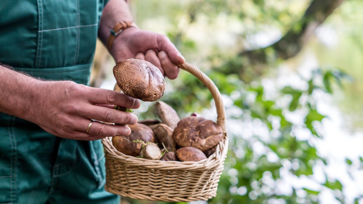 Kartki o zakazie zbierania grzybów. Powiesiła je nieistniejąca instytucja