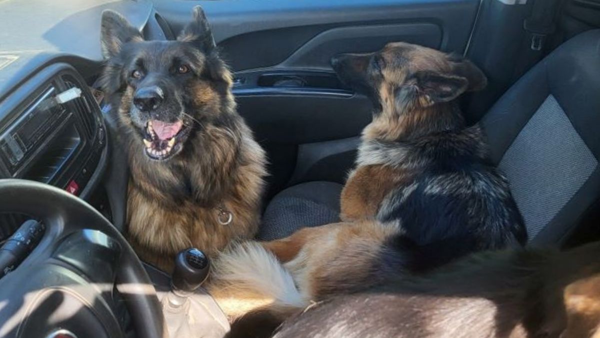 Owczarki były uwięzione w samochodzie