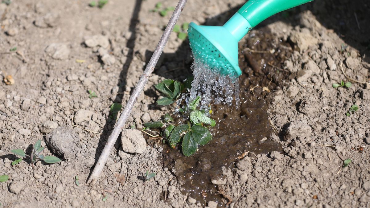 Wytworzenie produktów roślinnych wymaga mniej wody niż pochodzenia zwierzęcego.