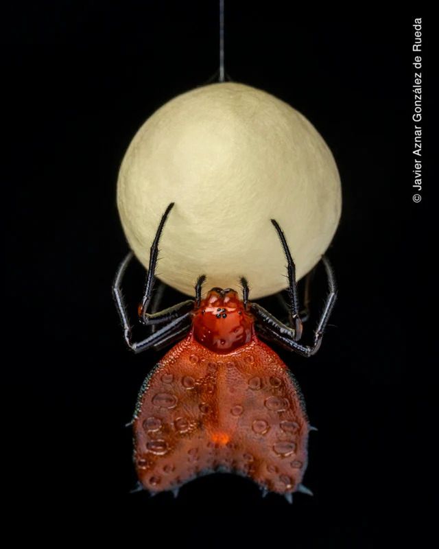 Publiczność wybrała najlepsze zdjęcia konkursu Wildlife Photographer of the Year 2021. Oto one 10