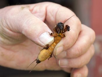 Wpuść do ogrodu. Turkuć zniknie w mgnieniu oka