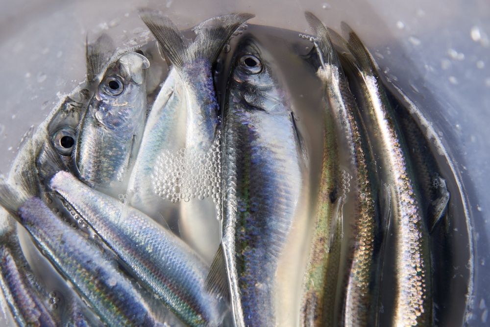 Niemal 90 proc. Polaków deklaruje, że jada śledzie