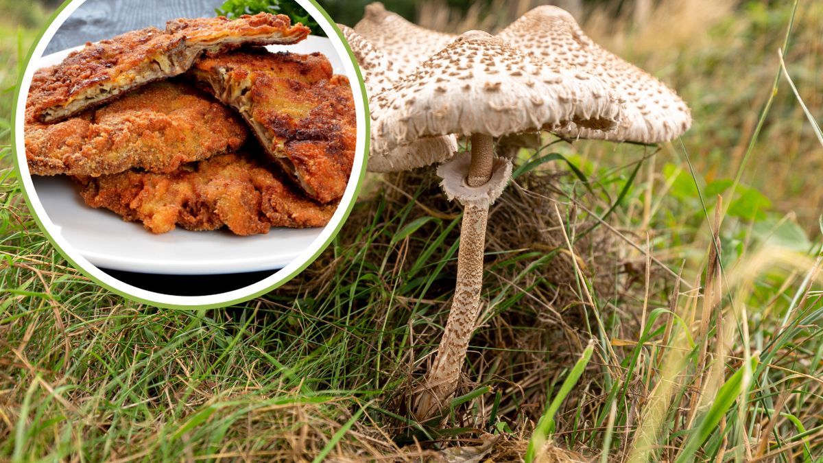 Jak przyrządzić kanie?