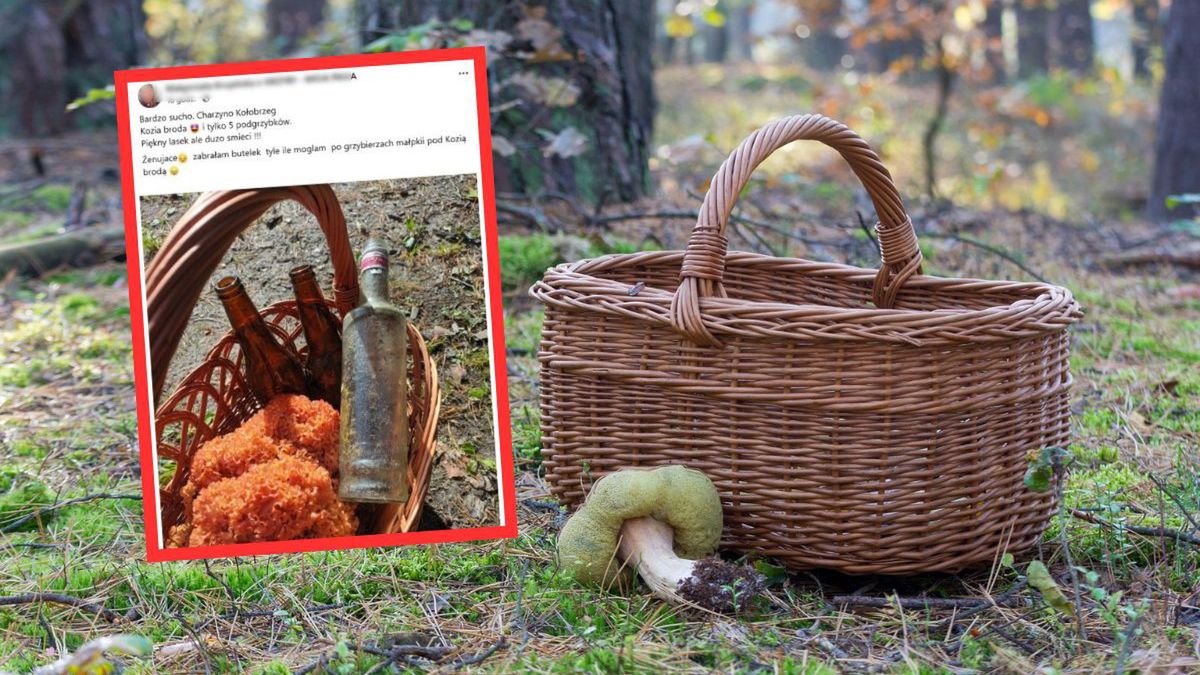 Grzybiarze pod lupą: apel o szacunek dla lasu