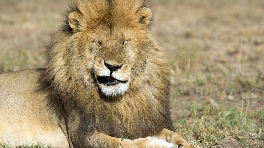 Konkurs Comedy Wildlife Photography Awards - fotografia dzikich zwierząt na wesoło 1