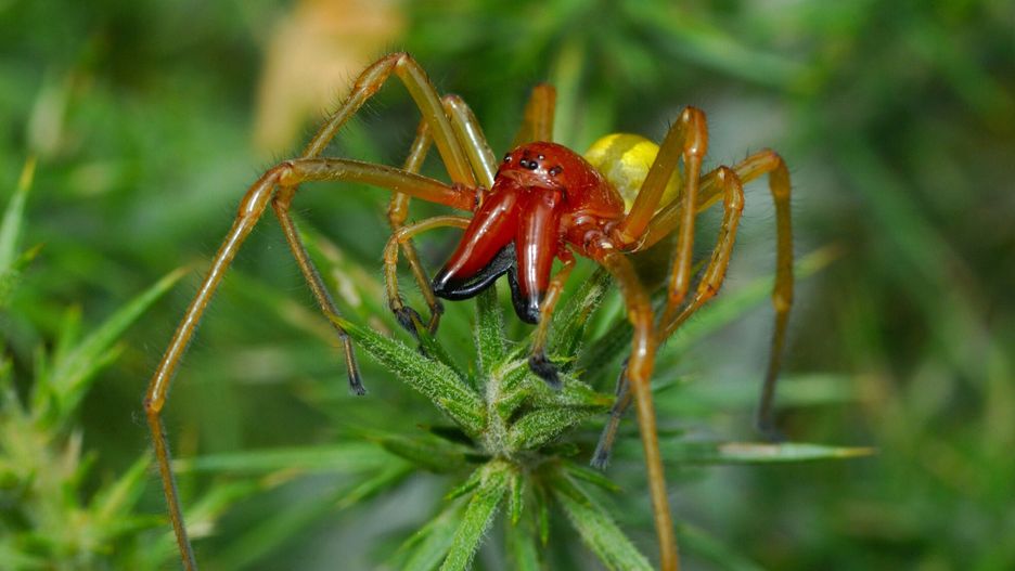 UIG ftp June 2016 Andia
Spider, Yellow sac spider (cheiracanthium punctorium)