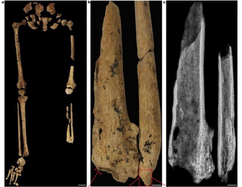 Archeolodzy przeprowadzili badania szkieletu sprzed 31 tys. lat. Doszli do zdumiewających wniosków