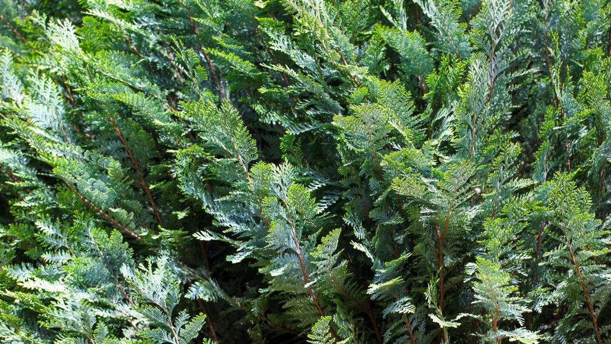 Ogrodniczka grzmi ws. "tujozy".