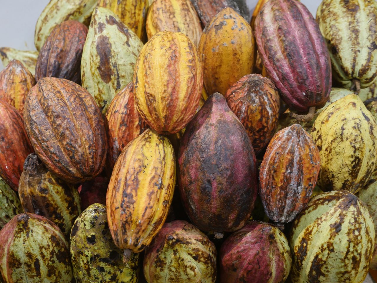 Cocoa: The natural booster for men's health and vitality