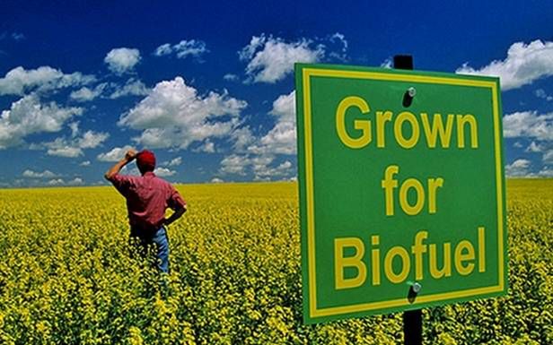 Pryska mit „zielonych” biopaliw? Szkodzą bardziej od benzyny! 1
