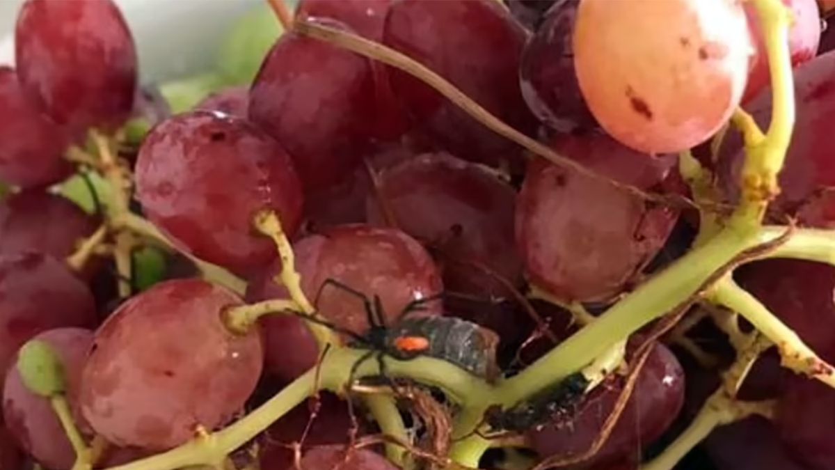 Natasha Thomson podzieliła się zdjęciami pająka znalezionego w winogronach