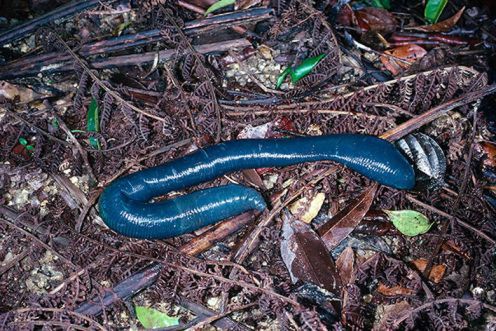 10 zadziwiających organizmów bioluminescencyjnych 8