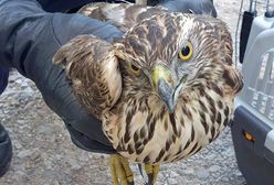 Warszawa. Przyleciał do szkoły nie po wiedzę, a po pomoc